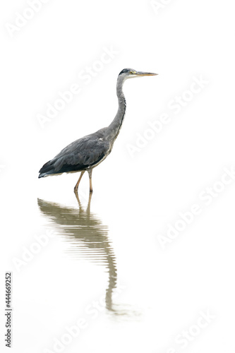  Beautiful Grey Heron (Ardea cinerea) fishing. Gelderland in the Netherlands. Isolated on a white background. 
