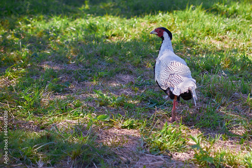 White-eared pheasant in the meadow. Summer, day photo