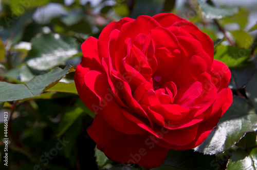 The name of this rose is 