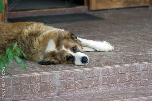 Duży pies leżący na ganku przed domem