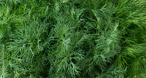 Fresh green dill close-up, food background.