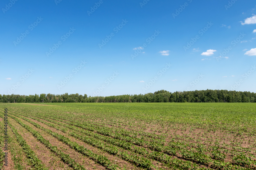 agricultural plants planted in rows in the farmer's field