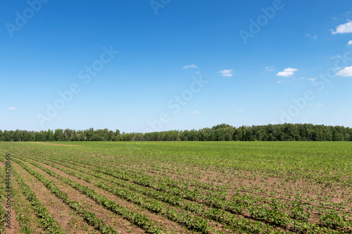 agricultural plants planted in rows in the farmer s field