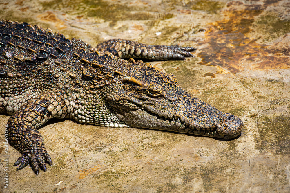 Crocodiles in a crocodile farm cafe in Phitsanulok, Thailand being raised for breeding, meat and leather