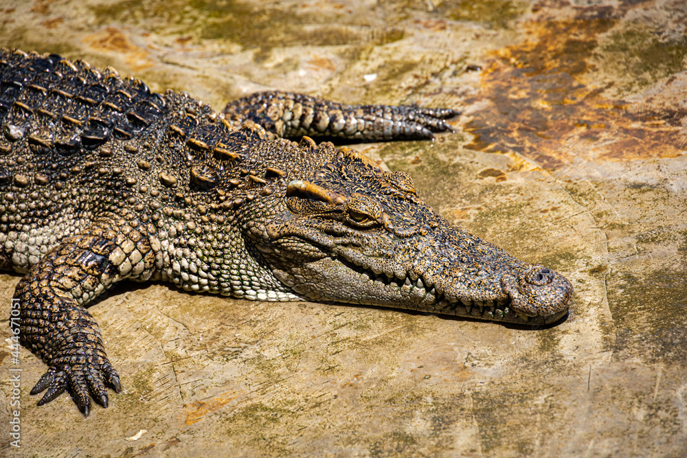 Crocodiles in a crocodile farm cafe in Phitsanulok, Thailand being raised for breeding, meat and leather Crocodiles in a crocodile farm cafe in Phitsanulok, Thailand being raised for breeding, meat and leather