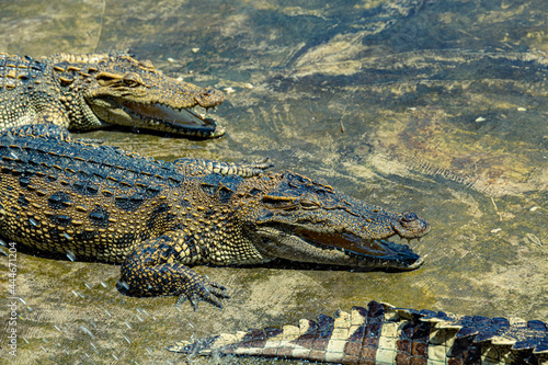 Crocodiles in a crocodile farm cafe in Phitsanulok  Thailand being raised for breeding  meat and leather