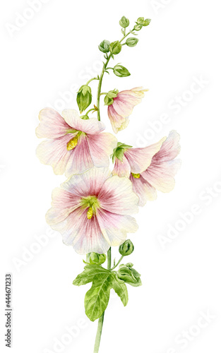 A mallow flower on a stem with leaves. A delicate beautiful flower. Watercolor illustration. photo