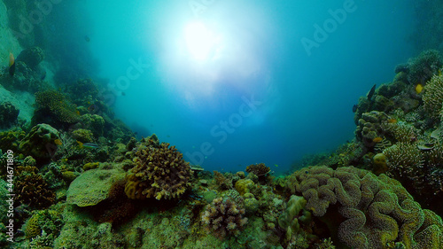 Tropical fishes and coral reef, underwater footage. Seascape under water. Philippines.