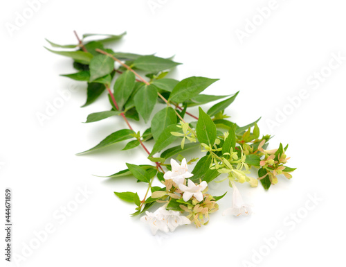 Linnaea grandiflora or Abelia grandiflora. Isolated on white background photo