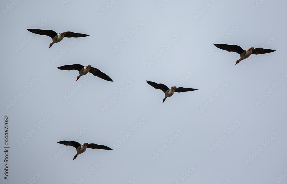 Migratory birds flying high in a formation to south.