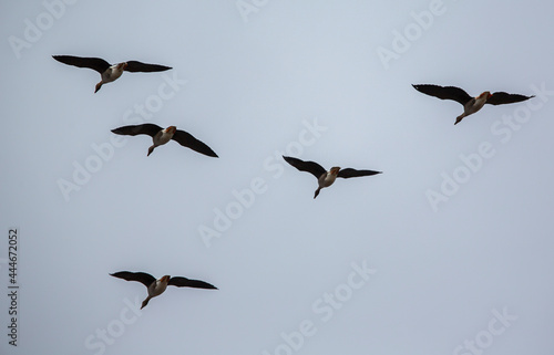 Migratory birds flying high in a formation to south.