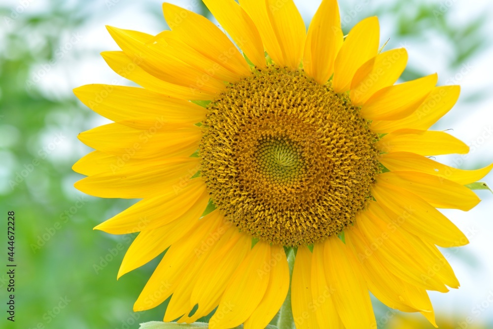 Bright colorful yellow sunflower. Shallow depth of field. Bright colorful yellow sunflower. Shallow depth of field.