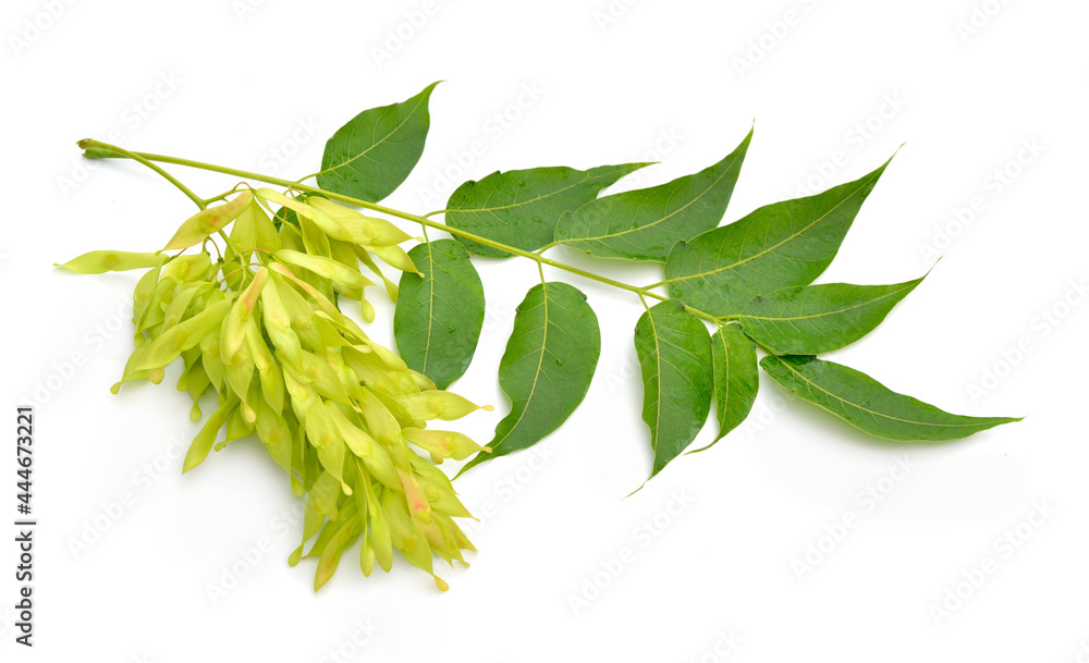 Ailanthus altissima, commonly known as tree of heaven, ailanthus