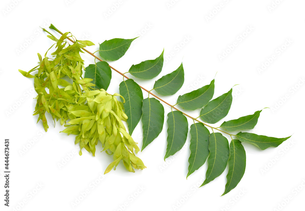 Ailanthus altissima, commonly known as tree of heaven, ailanthus, varnish tree, or in Chinese as chouchun. Isolated. Ailanthus altissima, commonly known as tree of heaven, ailanthus, varnish tree, or in Chinese as chouchun. Isolated.