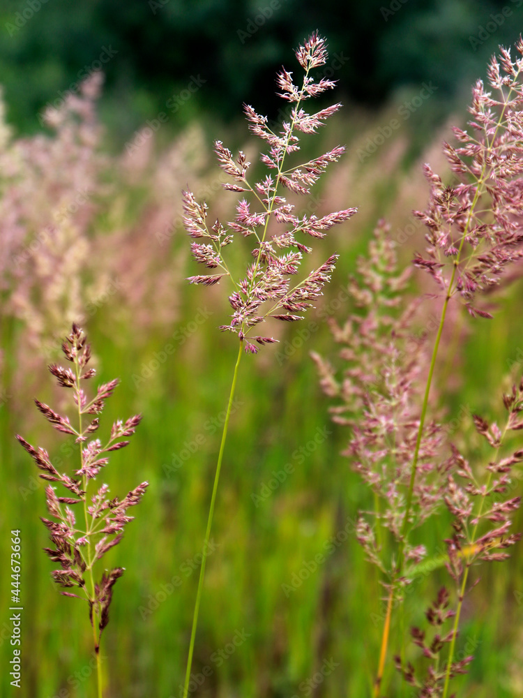 Bent grass also known as bentgrass or colonial bent or Agrostis