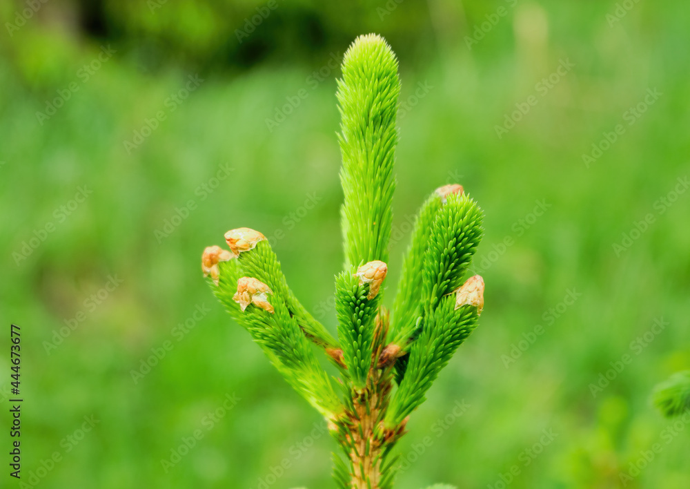 Spruce pine green branch with young shoots in the daytime in the woods, park, in nature. No people, close-up, selective focus. High quality photo Spruce pine green branch with young shoots in the daytime in the woods, park, in nature. No people, close-up, selective focus. High quality photo