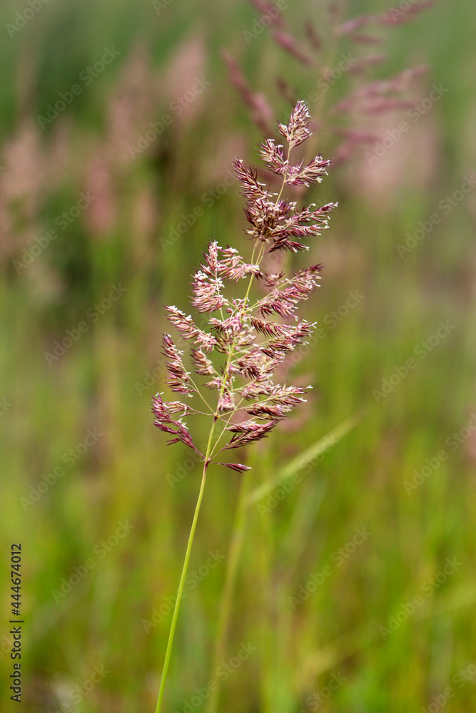 Obraz premium Bent grass also known as bentgrass or colonial bent or Agrostis capillaris in the filed close - up view. Common bent plant close - up view