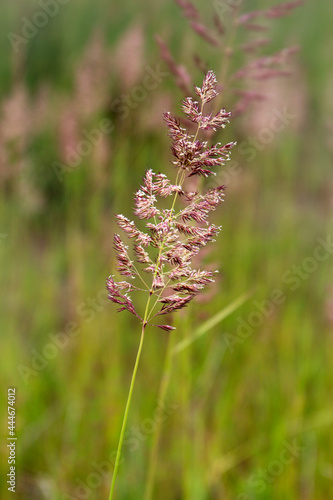 Bent grass also known as bentgrass or colonial bent or Agrostis capillaris in the filed close - up view. Common bent plant close - up view © VP