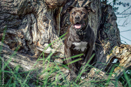 Dunkler Hund Baum Sitz © Mabelle Photography