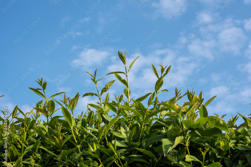 Obraz premium blue sky over the twigs of a privet hedge