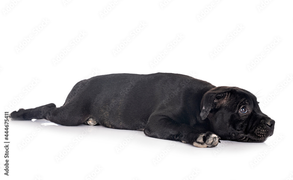 puppy staffordshire bull terrier puppy staffordshire bull terrier