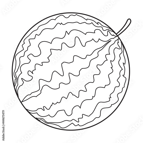 watermelon line vector illustration