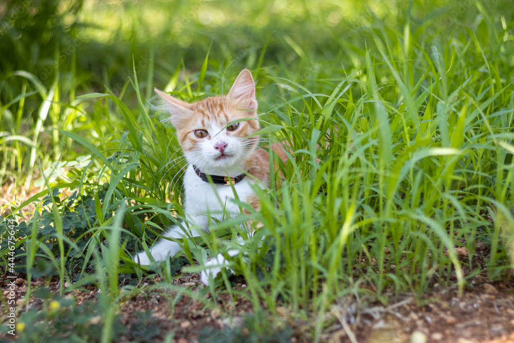 Adorable yellow and white 4 months old kitten with a leash on her neck discovering outside world in a garden with green grass Adorable yellow and white 4 months old kitten with a leash on her neck discovering outside world in a garden with green grass