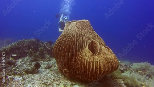 Scuba diver swimming next to a Giant Barrel Sponge photo