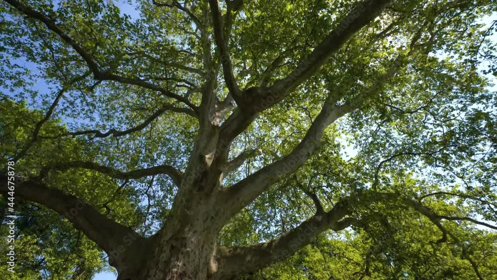 circling around big plane tree with sun peeking through it's leaves circling around big plane tree with sun peeking through it's leaves
