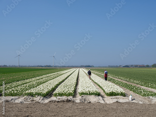 Tulip fields Noordoostpolder  Flevoland Province  The Netherlands
