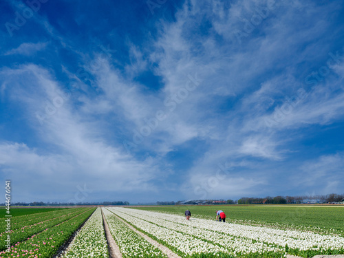 Tulip fields Noordoostpolder, Flevoland Province, The Netherlands photo