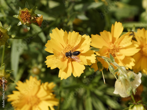 (Megachile frigida) Leafcutter bee or carder bee, one of fascinating bees, collecting pollen on yellow coreopsis flower photo