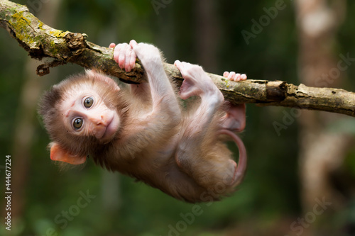 Naklejka na ścianę Cute monkeys and where they life in nature