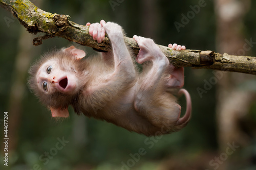 Photography Cute monkeys and where they life in nature