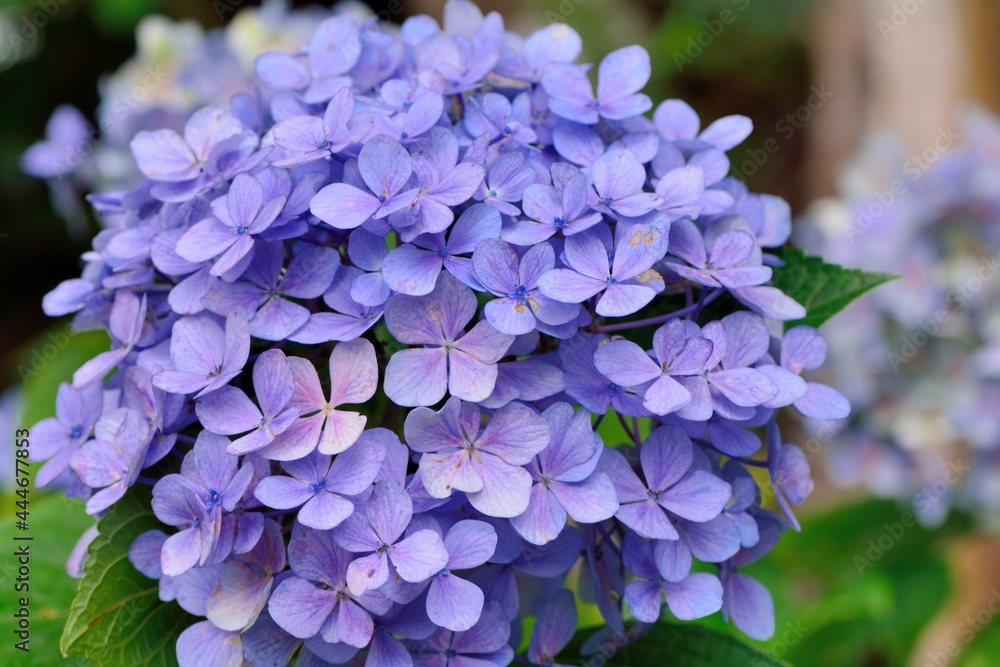 Hydrangea blooms on the background of the summer, in Taiwan. Hydrangea blooms on the background of the summer, in Taiwan.