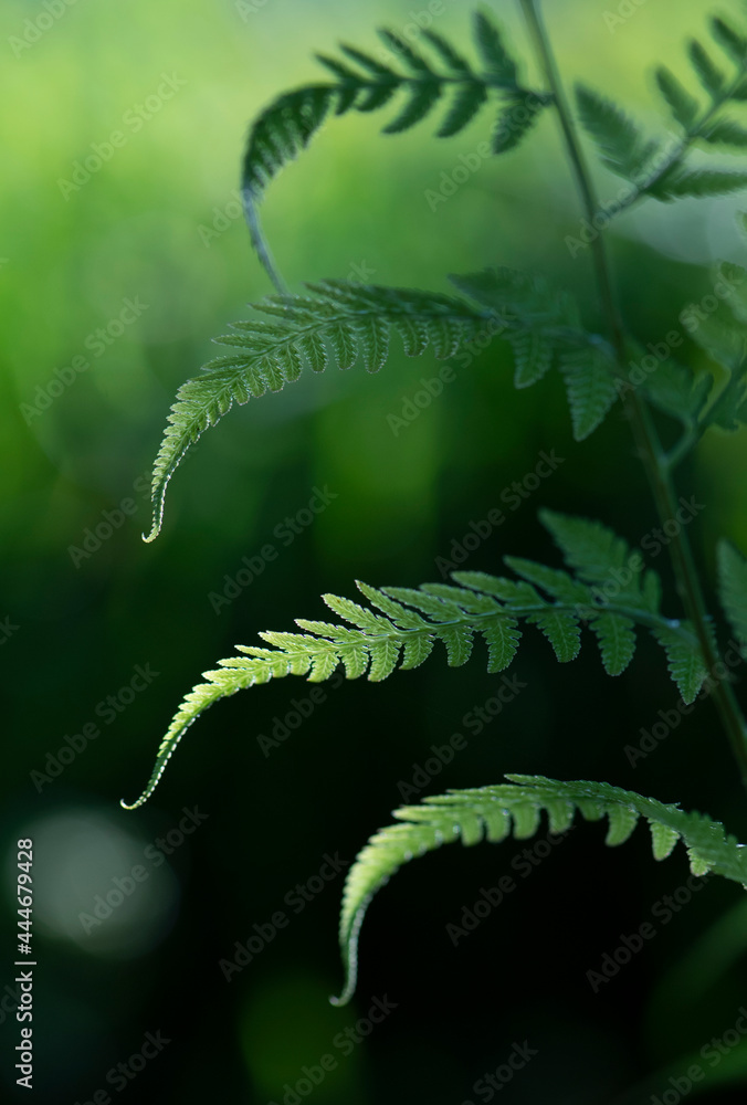 Naklejka premium 明暗が背景と徐々に逆転している木陰に開いたシダの一種の葉序1