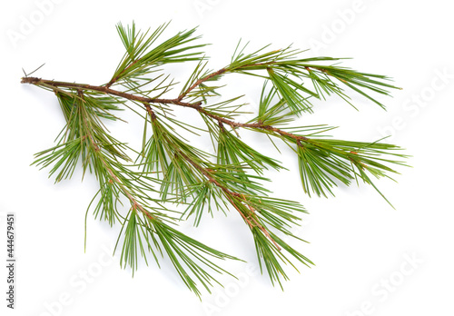 Cedrus or cedar isolated on white background