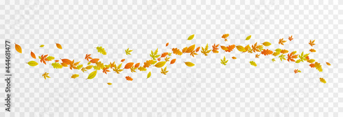 Vector leaves on isolated transparent background. The wind blows off the leaves, the wind blows. Autumn. Leaves png.