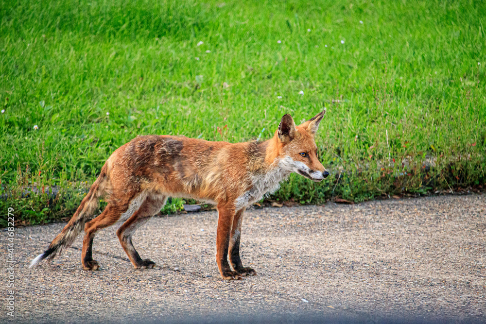 red fox in the wild urban