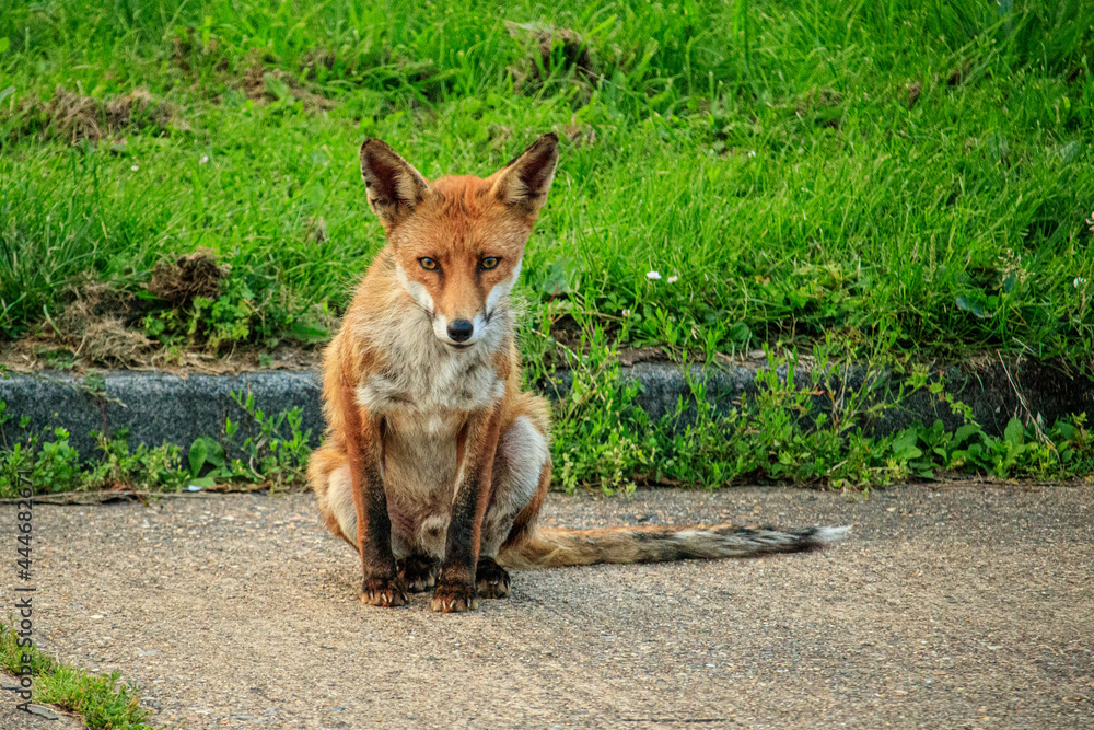 red fox sitting