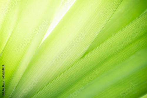Green leaf on blurred greenery background. Beautiful leaf texture in sunlight. Natural background. close-up of macro with free space for text.