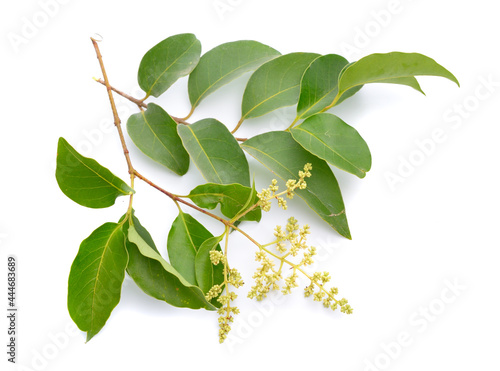 Принти на полотні Ligustrum lucidum, the broad-leaf privet, Chinese privet, glossy privet or wax-leaf privet