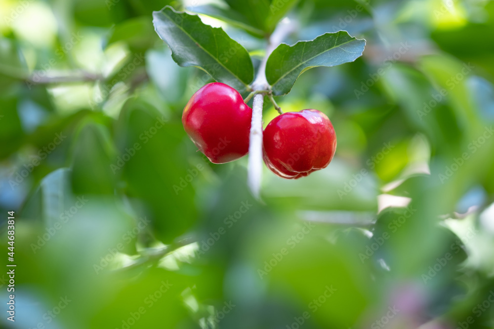 Acerola cherry of thailand on three. Select  focus, Barbados cherry, Malpighia emarginata, high vitamin . Acerola fruit.