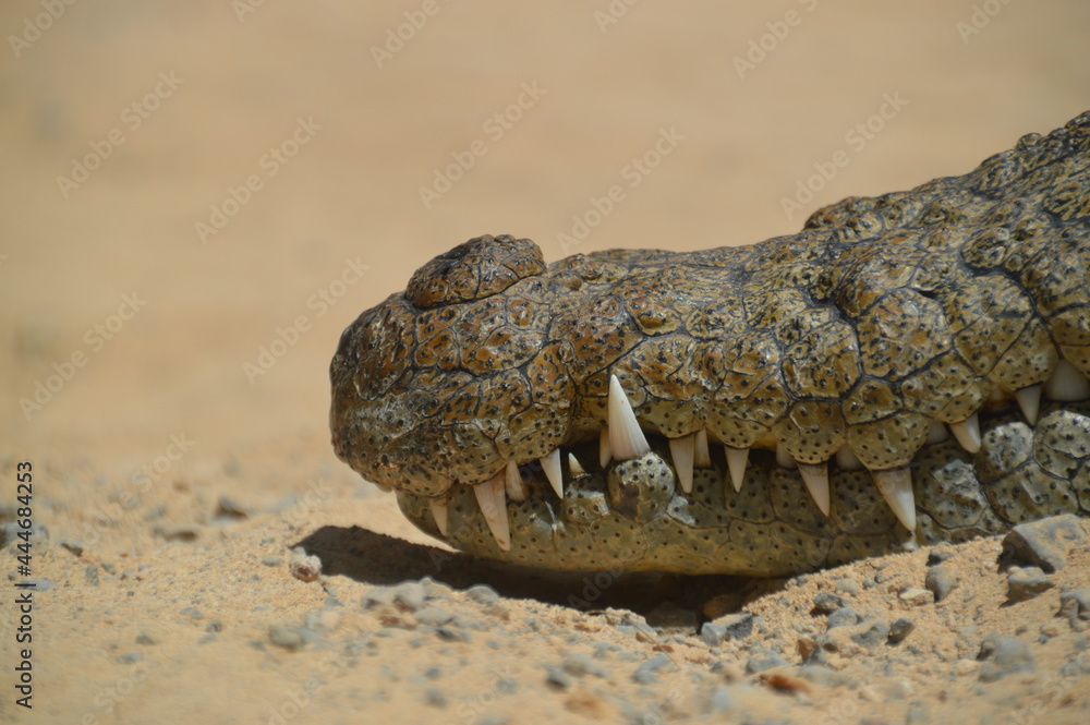 Obraz premium Alligator Krokodil Maul