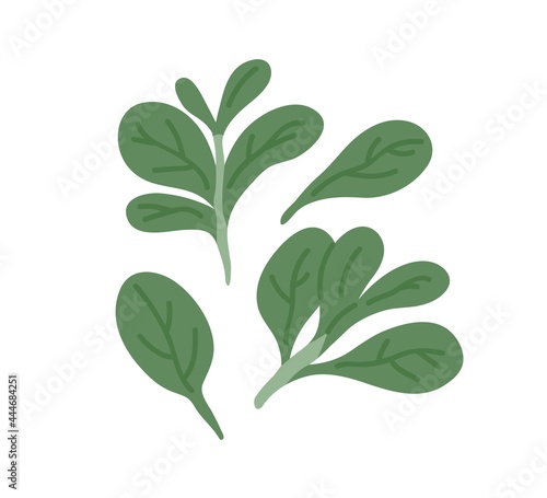 Photos Fresh corn salad leaves