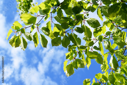 Cuadro en lienzo Beech branches with fresh young leaves in a sunny spring day seen from below