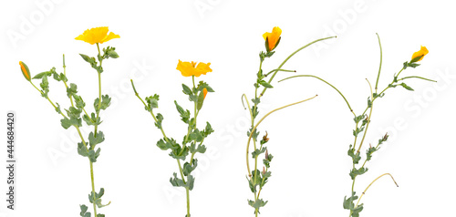 Glaucium flavum  the yellow horned poppy  yellow hornpoppy or sea poppy. Isolated on white background