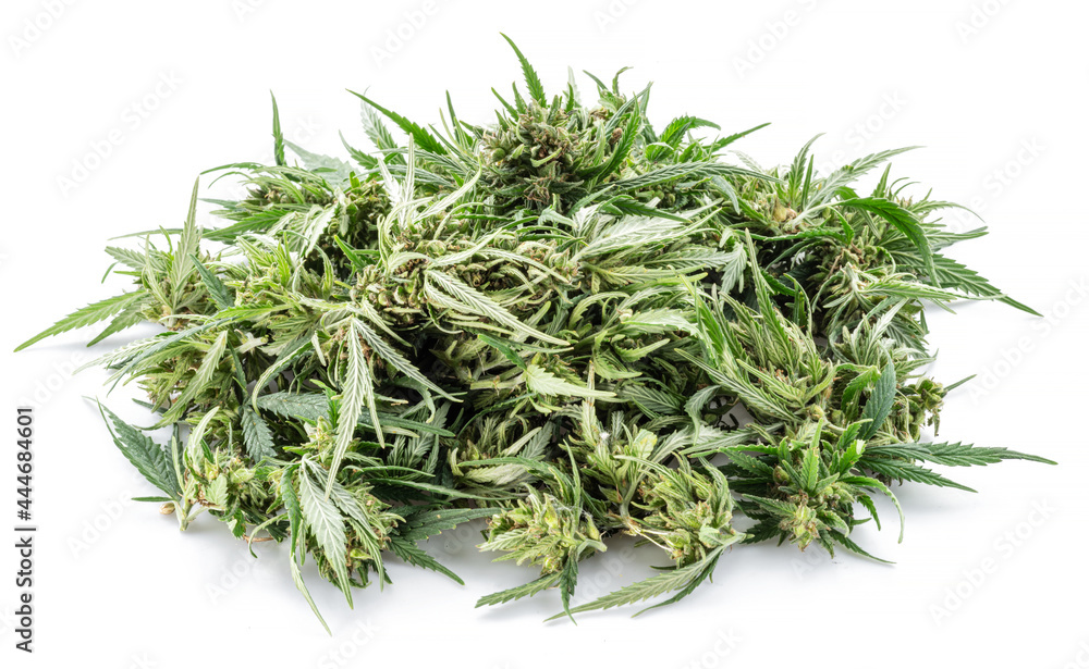 Raceme tops of cannabis plant isolated on white background. Close up. Raceme tops of cannabis plant isolated on white background. Close up.