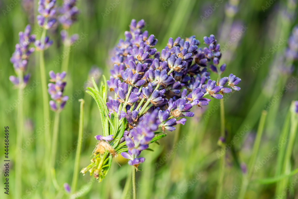 Bunch of fresh lavandula in man's hand. Field of young lavender flowering plants at the background. Bunch of fresh lavandula in man's hand. Field of young lavender flowering plants at the background.