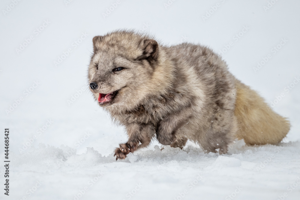 Naklejka premium Beautiful arctic fox, standing on a hill in the snow, winter, Canada